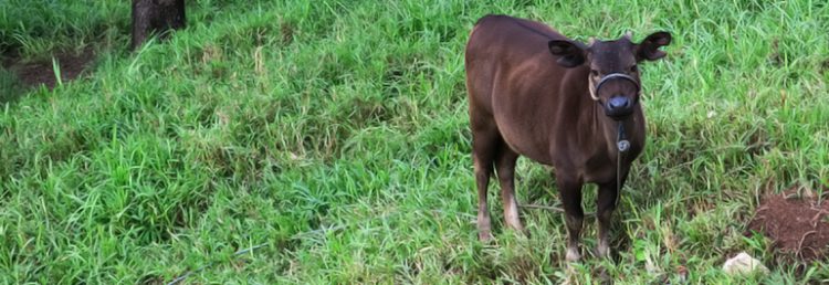 Sapi Timor Sapi Perlambang Kekayaan – tunawisma